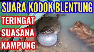 Download lagu SUARA KODOK BELENTUNG BERNYANYI mp3 Download lagu SUARA KODOK BELENTUNG BERNYANYI mp3