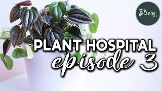Peperomia Revive and Repot (Houseplant Hospital Episode 3)