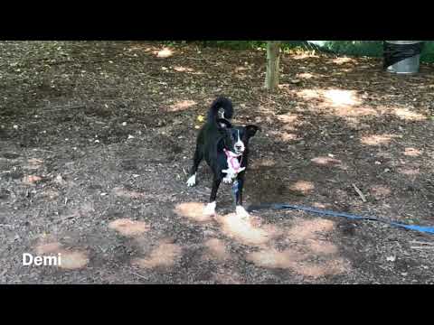 Patrick, an adopted Collie & Retriever Mix in Briarcliff Manor, NY_image-1