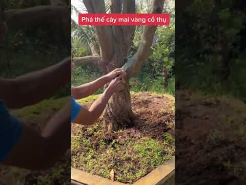Phá thế mai tàng cổ thụ