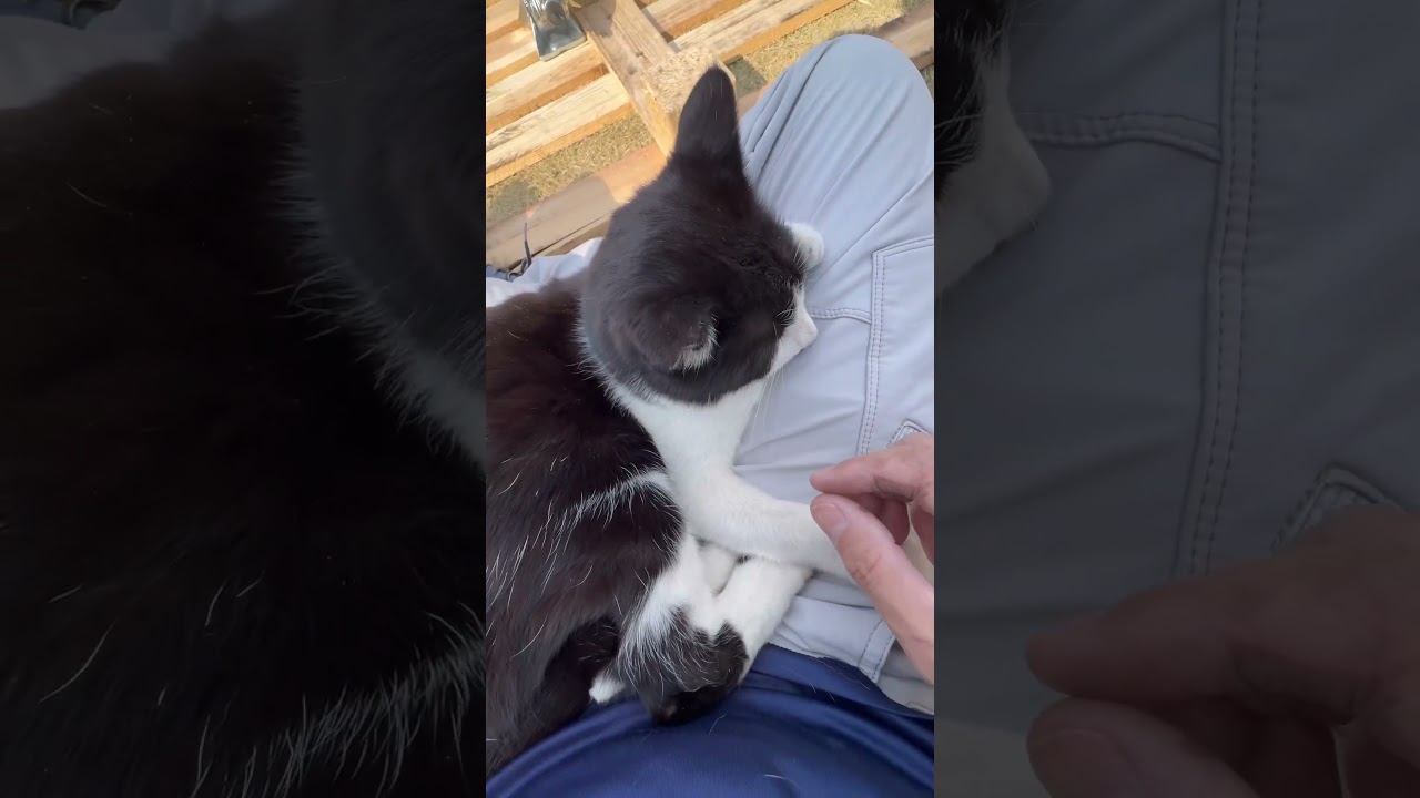 行方不明だったペコ助は今日もべったりでした笑#cat #猫 #野良猫 #shorts