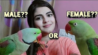 How to find parrot male or female?🤔Difference between male and female Indian ringneck parrot gender🐦