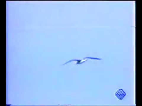 Raina rai  (ana ma3ndi zhar ) remix