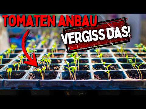 Grow your own tomatoes 😱 The fastest method from seed to flower!