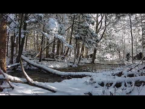 Coyote - Tronc ruisseau 3 avril neige