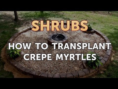 How to Prune a Bottlebrush Shrub