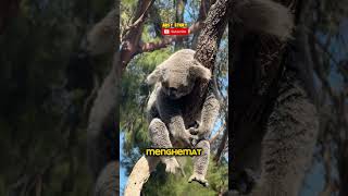 Download lagu Koala Lucu Ini Ternyata Agak Oon? mp3