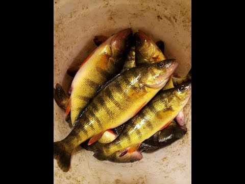 Filleting perch 45-second Method