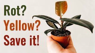 FICUS 4 COMMON PROBLEMS and How to Fix Them