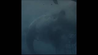 Download lagu A Fact About 'Jaws' You May Not Have Known mp3