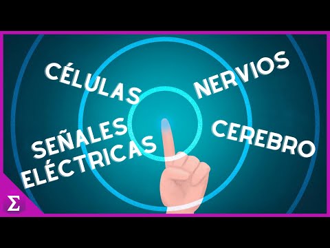 El Sentido del Tacto ¿Cómo Funciona?