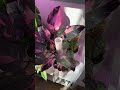 Pink Princess Philodendron