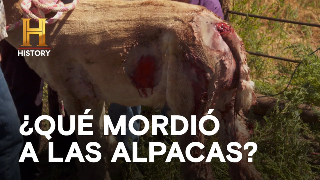 ¿QUÉ MORDIÓ A LAS ALPACAS?  - EL SECRETO DE SKINWALKER