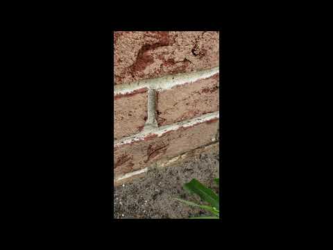 Two Species of Ants Infest Home in Colts Neck, NJ