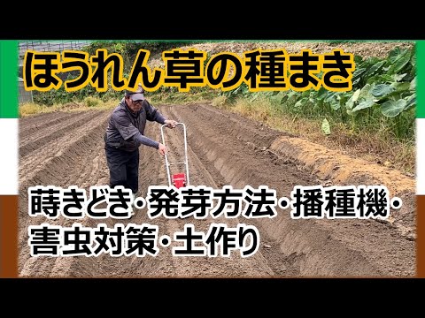 春に種や苗からほうれん草を播種するにはどうすればよいですか？何の品種ですか？  庭園