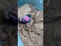 Moulting upright!! 🤎➡️💖Big transformation Xenesthis sp. Bright, pink tarantula mature male