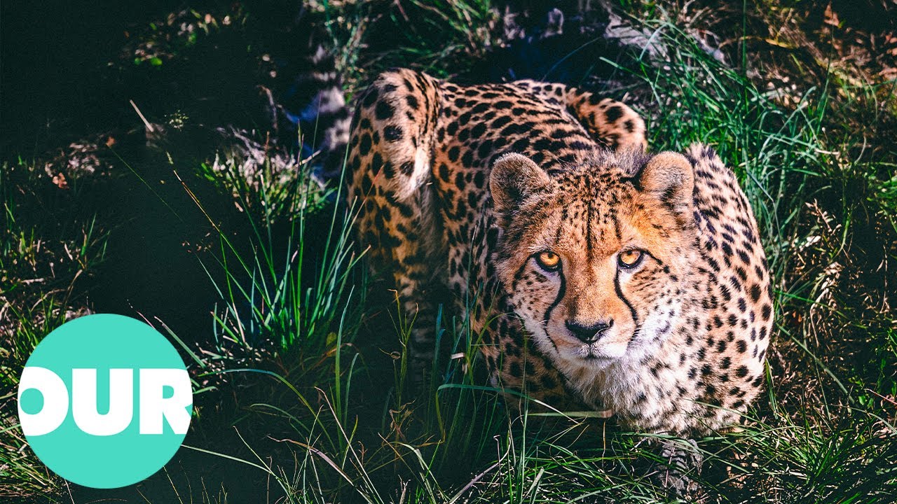 The Adventures of a Cheetah Family in the Savannah