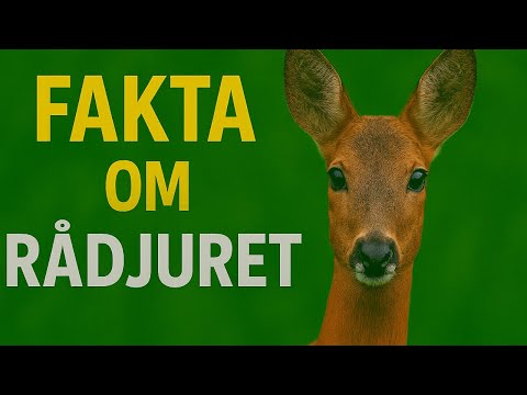 Fakta om rådjuret: Sveriges skygga skogsvän 🦌🌟