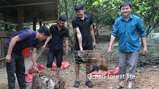 The pig herd has become too large. Robert now has to sell some of them. Green forest life 
