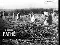 A Classroom Film Sugarcane Harvest 1940 1949