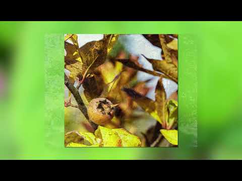 mispel (Mespilus germanica)