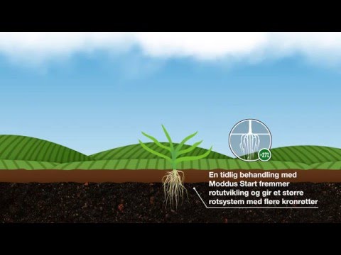 Tidlig vekstregulering med Moddus Start