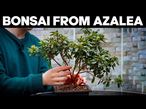 How to Make Bonsai from Azalea🌸*EASY*