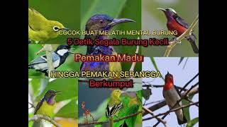 Download lagu Suara Pikat Burung Kecil Segala Jenis Burung Masteran Peng Hisap Madu Hingga Pemakan Serangga mp3 Download lagu Suara Pikat Burung Kecil Segala Jenis Burung Masteran Peng Hisap Madu Hingga Pemakan Serangga mp3
