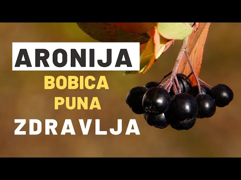 ARONIJA PROTIV PREHALDE: Šta još LEČI ova Bobica?