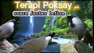 Download lagu terapi Poksay Hongkong macet bunyi suara Jantan betina #poksayhongkong #poksayhongkonggacor mp3