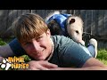 Why Opossums Make AWESOME Pets A Day In The Life Of Momo The Opossum