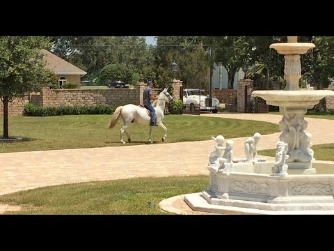 Casa Bella Estate Paso Fino Andalusian Horse and Rolls Royce