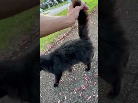 #cat 3 min catwalk! #catwalk #catluminati #friendlycat