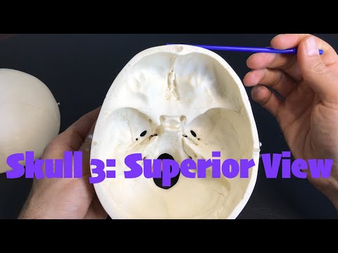 Skull 3 Superior & Interior View