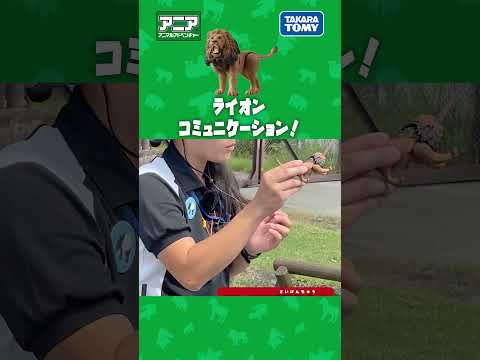 ライオンコミュニケーション　#アニア #アニア研究所 #タカラトミー #shorts #アドベンチャーワールド