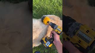 He Turned a Toilet Brush Into a Dog Grooming Tool