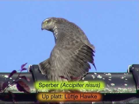 Nichtsperlingsvögel.  30 Naomen up Platt