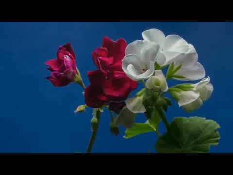FLOWERS CAN DANCE 🌹🌺Amazing Nature Beautiful Blooming Flowers Time Lapse with Rabab Instr Music💐🌷🌹🌺