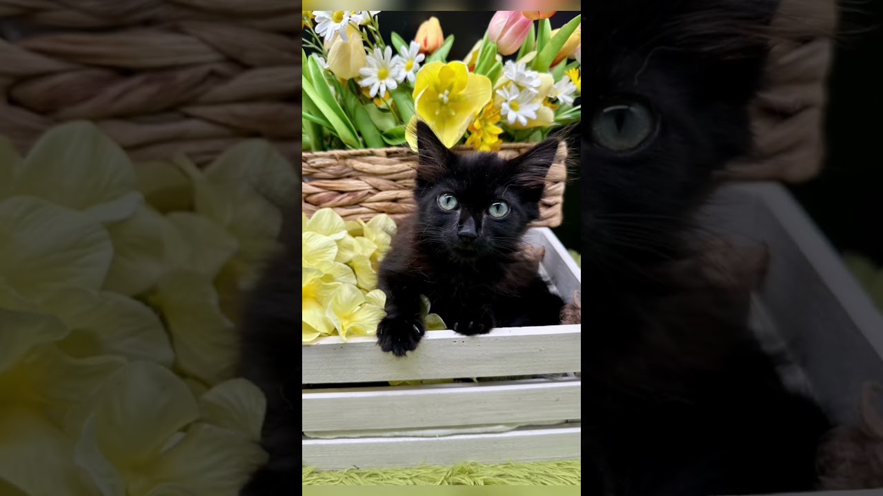 Enlarge Lainey, a Adoptable Domestic Short Hair in HUNTINGTON BEACH, CA video 5/6