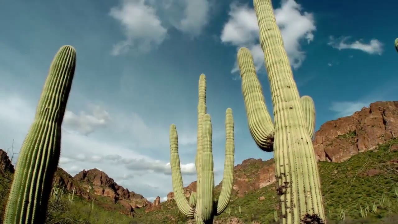Adaptaciones de las plantas