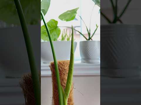 うちのモンステラ・デリシオサが泣いているのはなぜですか？これは悪い兆候ですか？  庭園