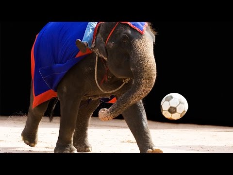 16 Krasse Fakten Über Elefanten!