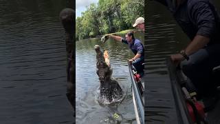 Crocodile Wrangle Matt Wright showing me how it’s done🤯 by Prehistoric Pets TV