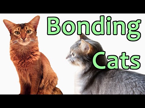 CAT BONDING - How we introduced our cat to our new kitten. Cat introductions and body language.