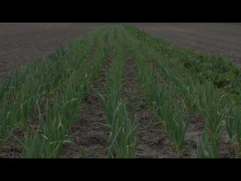 Reč struke ep. 199 23.08.2018. NAJAVA