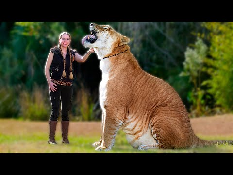 Liger | The Largest Cat in the World. Amazing facts about Ligers. Most Powerful Big Cat