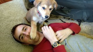 When Puppies Are Being Total Little Humans 😁Funny Comedian Dog and Human Videos 2025