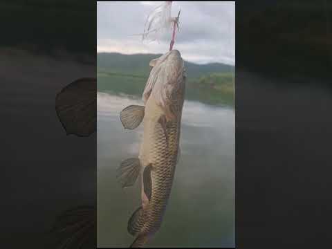 Pescaria no Açude Bu - Palmácia - Ceará 