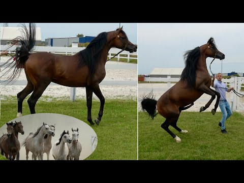 Czysta Krew Arabska w Tarnowie