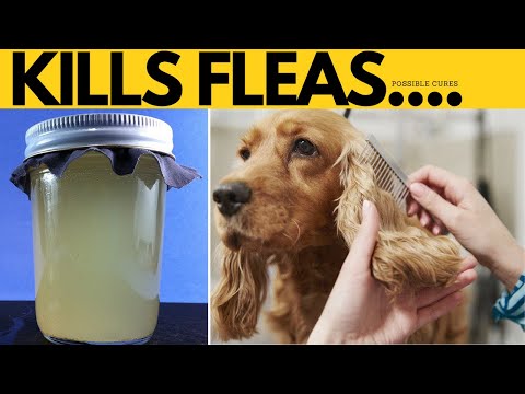 Fastest Way To Kills Fleas On Dogs And Puppies With Baking Soda Instantly Cheap And Easy In 24 Hours